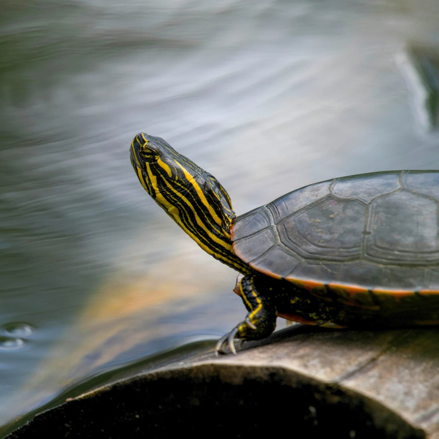 OAK RIDGES MORAINE LAND TRUST